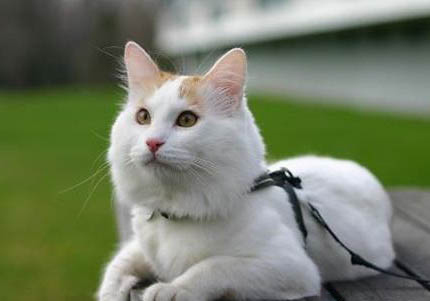土耳其梵猫为什么喜欢睡觉卷成一团