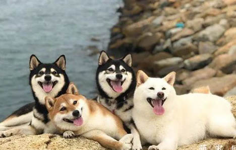 柴犬的养护常识