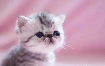 小奶猫吃什么发腮