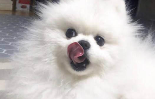 夏天狗狗身上长红疙瘩