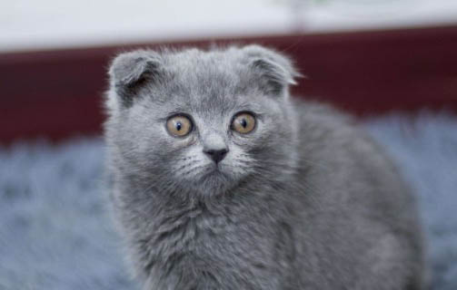 小奶猫尿血原因及处理方法