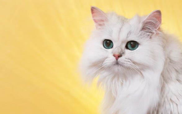 小猫咪感冒打喷嚏流鼻涕怎么办