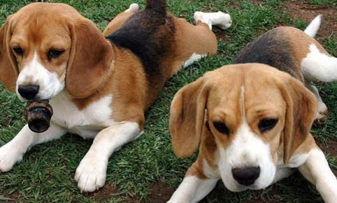 比格犬性格优缺点有哪些比格犬优点缺点介绍