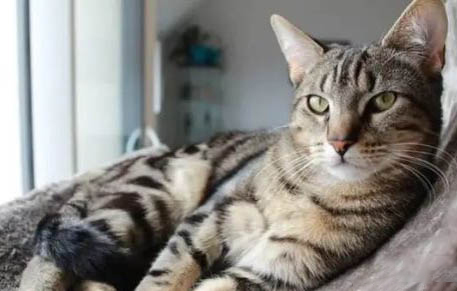 美短虎斑猫掉毛严重是正常的吗怎么办