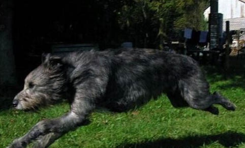 爱尔兰猎狼犬老掉毛的原因及处理方法
