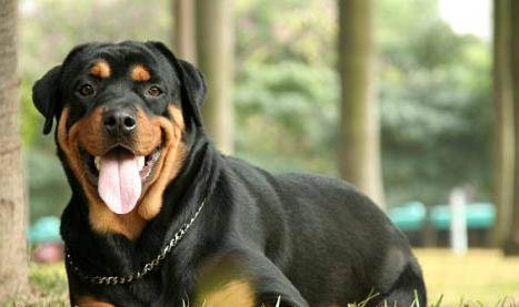 罗威纳犬价格多少钱一只?