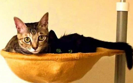 6个月的小猫会怀孕吗