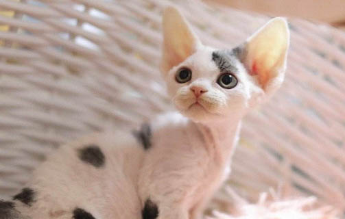 猫多长时间换一次猫粮
