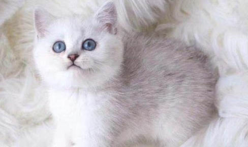 如何饲养英国短毛猫