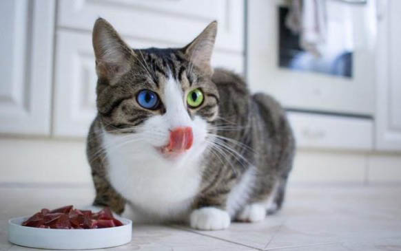 为什么大猫会吃小猫
