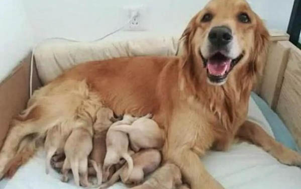 狗狗需要遛多久