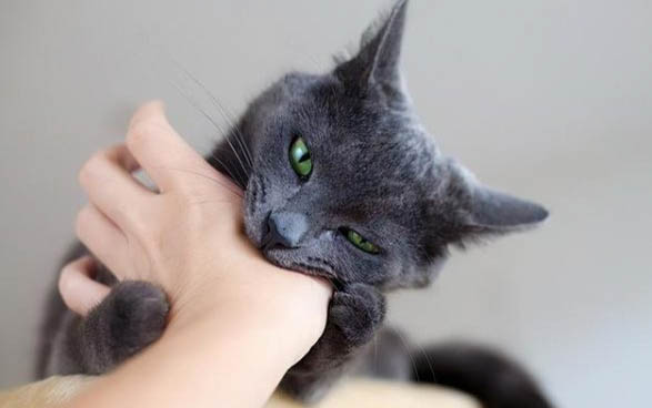 猫咪为什么喜欢拍屁股