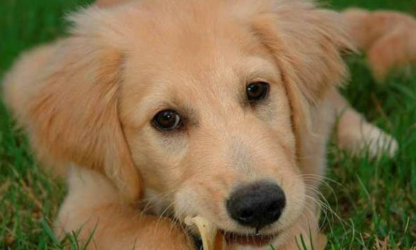 狗狗得了狂犬病多久会死