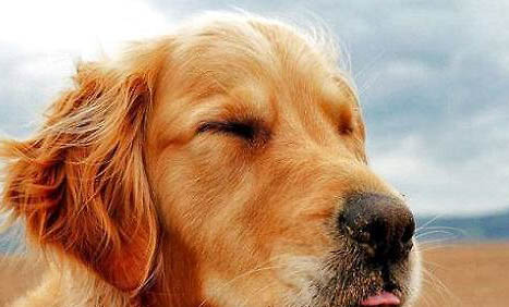 金毛犬寿命一般多少年