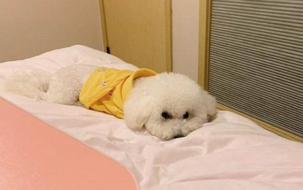狗狗咳嗽有痰吃什么药?