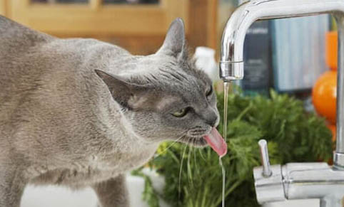 猫咪的化毛膏多久喂一次好