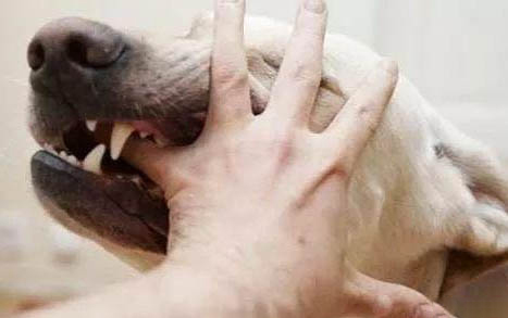 狗狗驱虫药要如何选择?