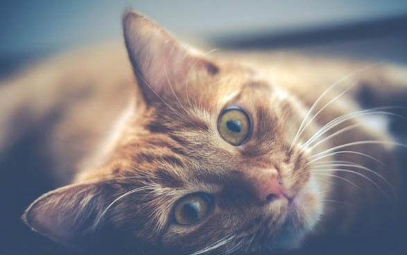 猫粮放在碗里能用多久