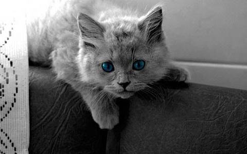 猫咪换牙期间牙龈红肿是正常的吗
