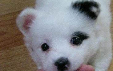 家中犬瘟死后多久才能养狗