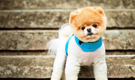 博美幼犬怎么训练上厕所