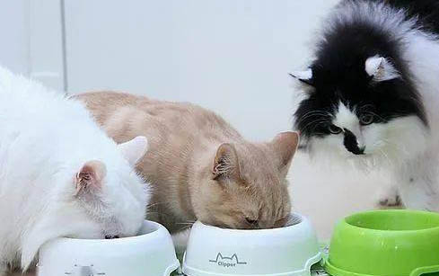 刚出生的小猫可以喝豆奶粉吗