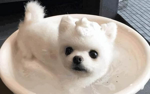 狗狗拉血便但是精神很好