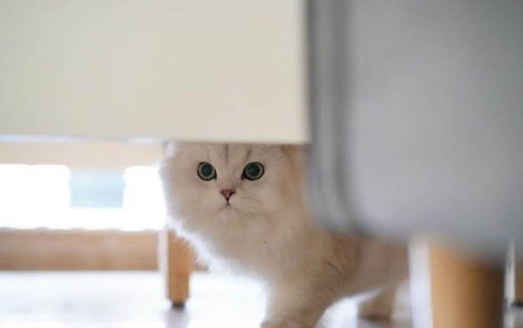 两个月小猫一天吃多少猫粮