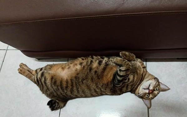刚出生的小猫什么时候喝奶最好