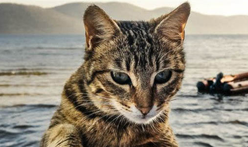 猫的传染性腹膜炎症状