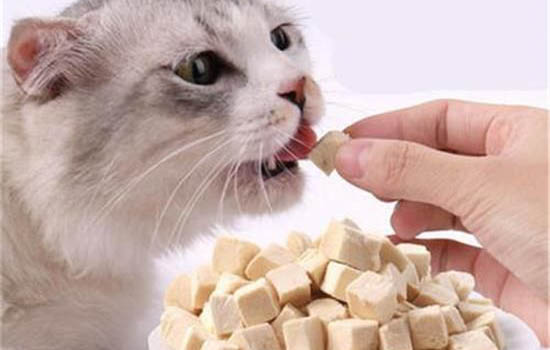 猫瘟治疗一般要多少钱?