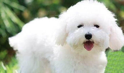 比熊犬吐黄水有泡沫