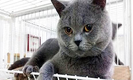 英国短毛猫太瘦了怎么才能养得胖点