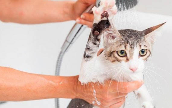 小猫肚子里有虫子的表现
