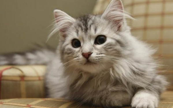 两个月的小猫身上臭能洗澡吗