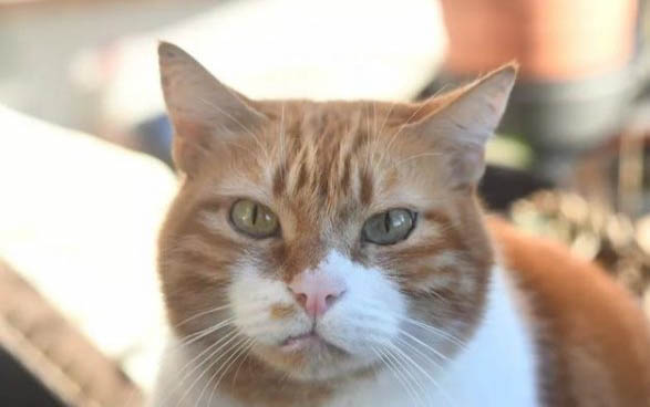 小猫出生多久能打疫苗