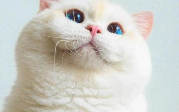 小猫用了开塞露死了怎么办