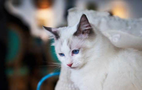 猫咪毛球症化毛膏要吃几天