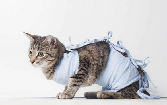 小猫为什么喜欢舔人