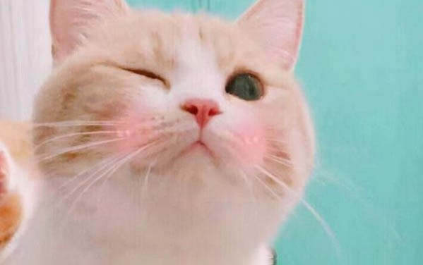 小猫老打喷嚏但精神很好是什么原因啊？
