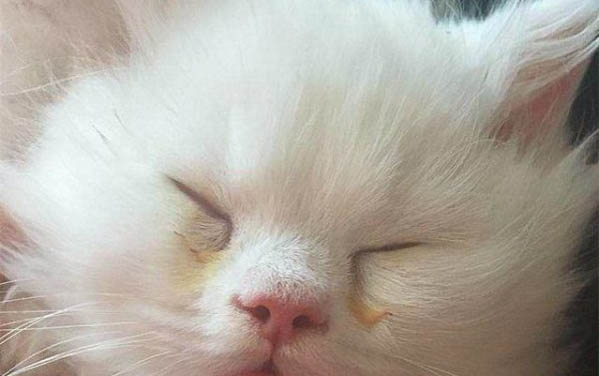 小猫不喝奶粉