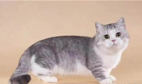 矮脚猫死亡率高为什么呢?
