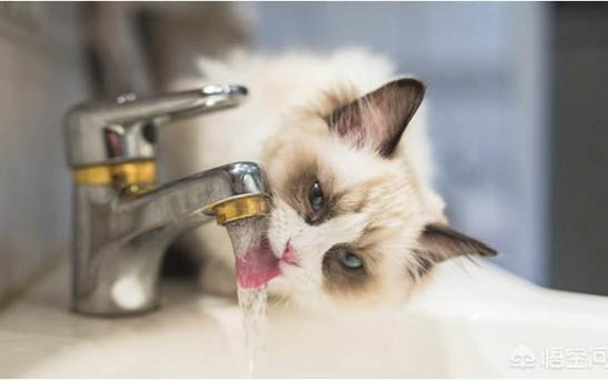 新冠阳性家里的猫怎么办
