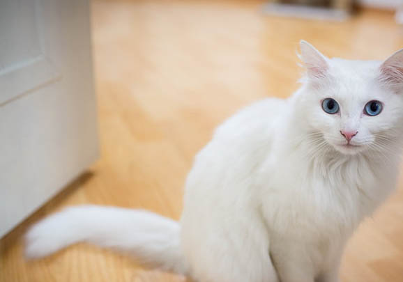 土耳其安哥拉猫为什么吃不胖
