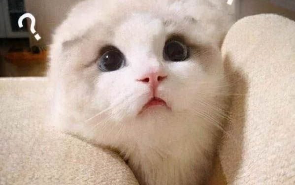 猫咪不爱喝水会导致什么