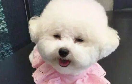 幼犬拉稀呕吐的原因及处理方法