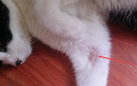猫骨折多久能恢复正常