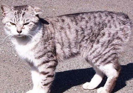 日本短尾猫为什么吃不胖