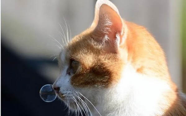 小猫刚出生后脚外翻内翻图片