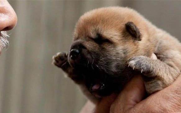 母犬产后厌食怎么办